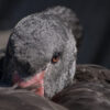 Wandbild "Black Swan"