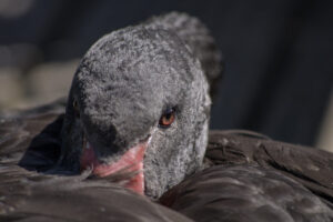Wandbild "Black Swan"