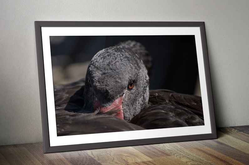 Wandbild Black Swan Limited Edition – Bild 2