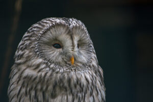 Wandbild Owl